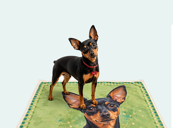 perro5